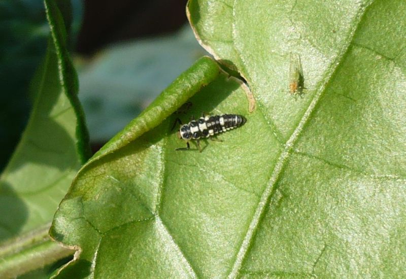 Besucher auf Habanero.jpg