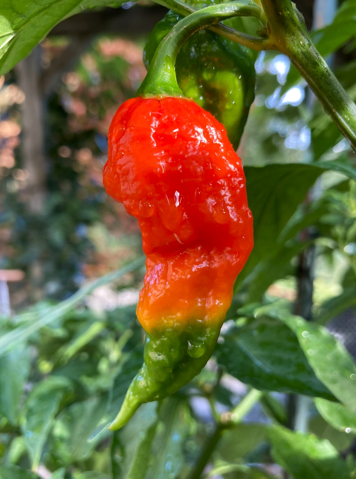Bhut Jolokia.jpeg