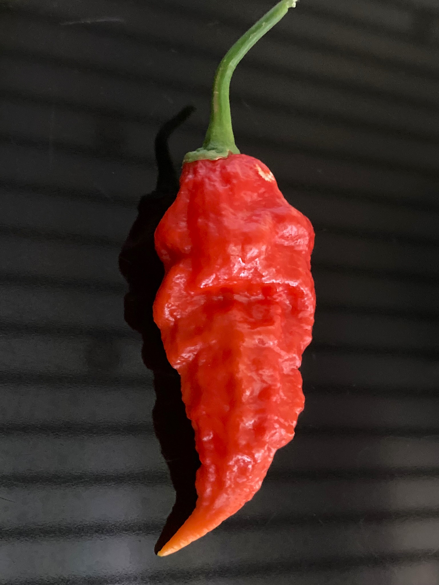 Bhut Jolokia1.jpeg