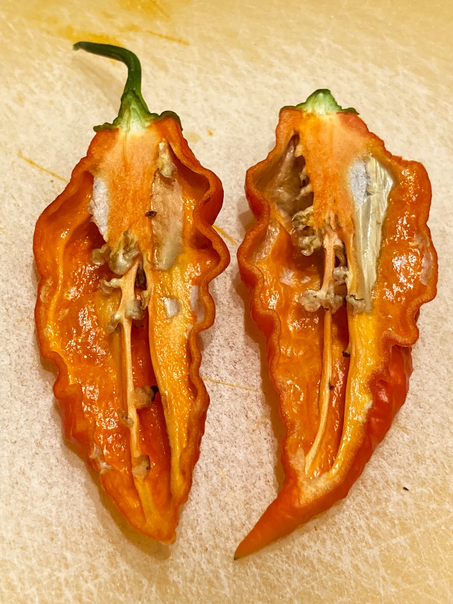 Bhut Jolokia2.jpeg