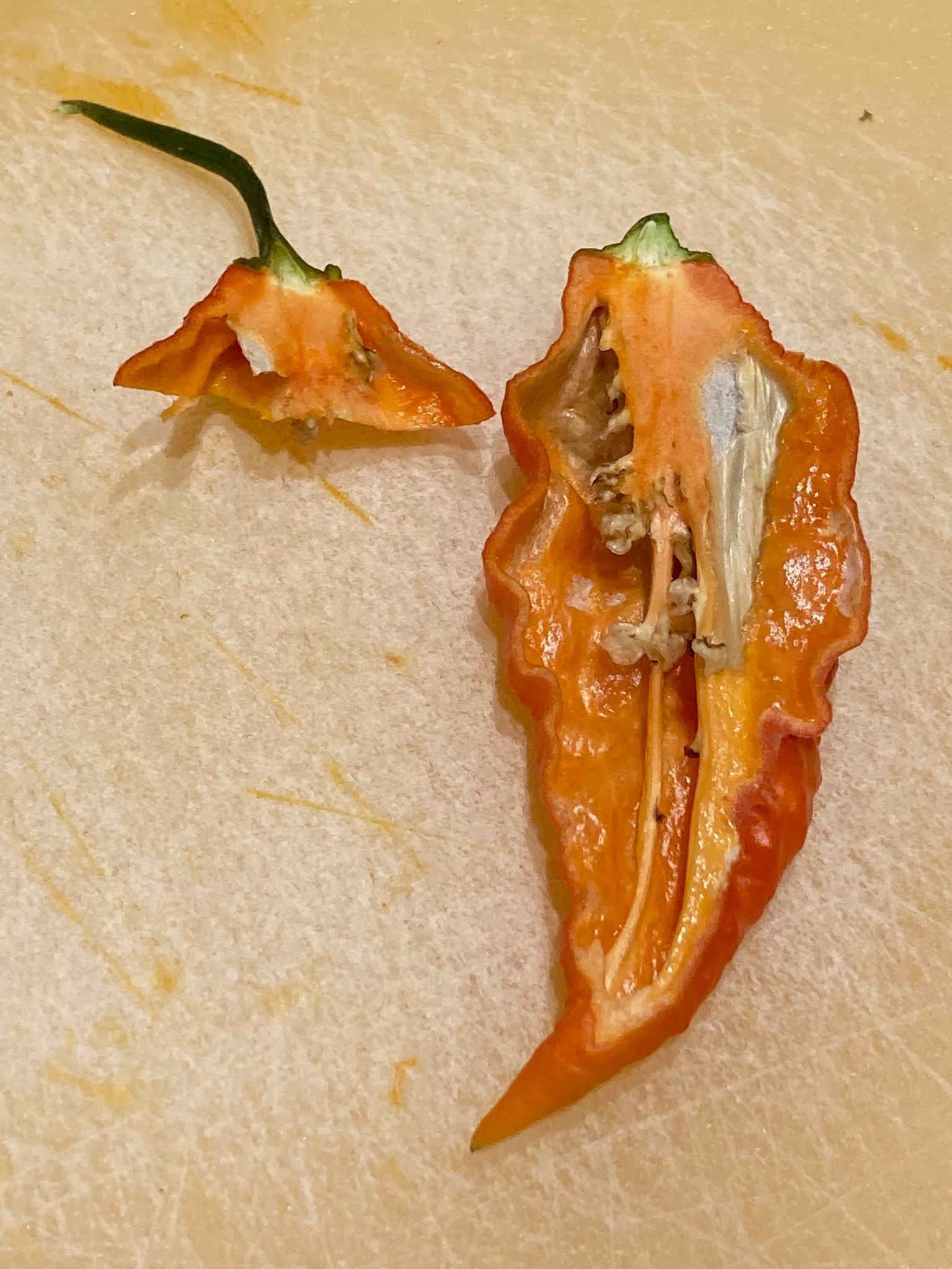 Bhut Jolokia4.jpeg