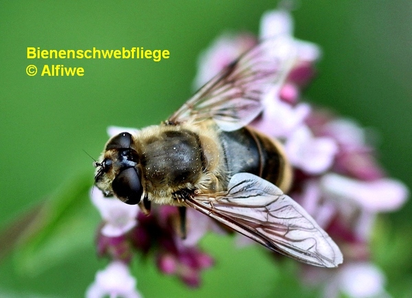 bienenschwebfliegebra71fpv.jpg