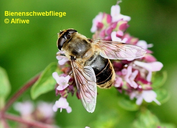 bienenschwebfliegebraeyeni.jpg