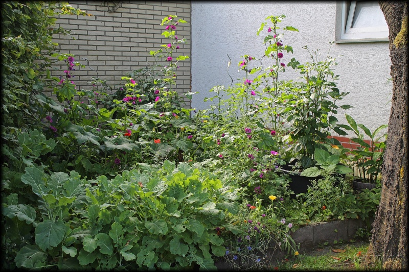 Bienenwiese - Kopie.JPG