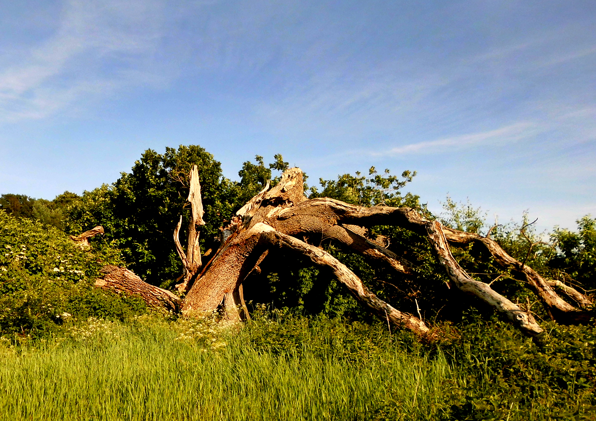 bizarrer_Baum-1.jpg