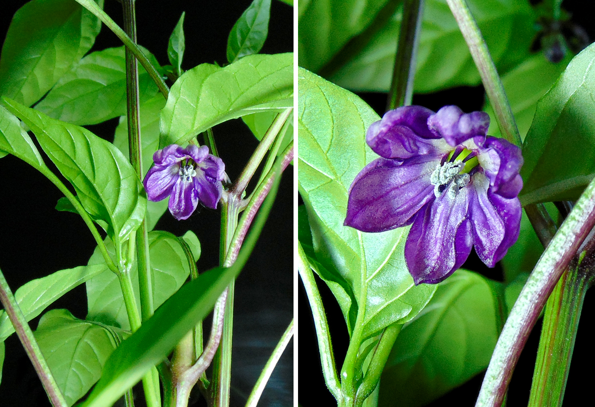 Black_Hottehue-flower_Duo.jpg
