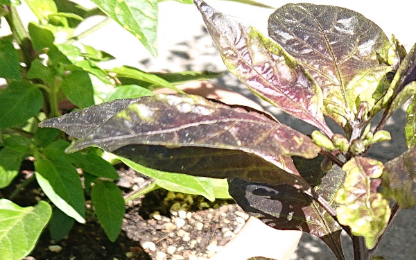 blackleaves.jpg