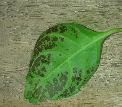 Blatt 1.jpg