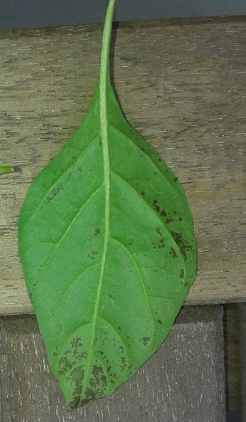 Blatt 2.jpg