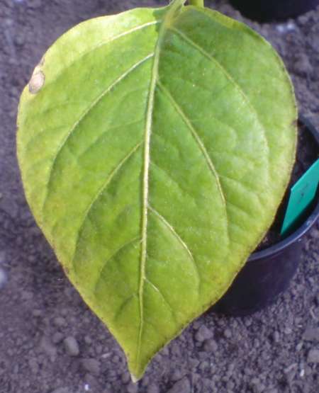 Blatt 2.jpg