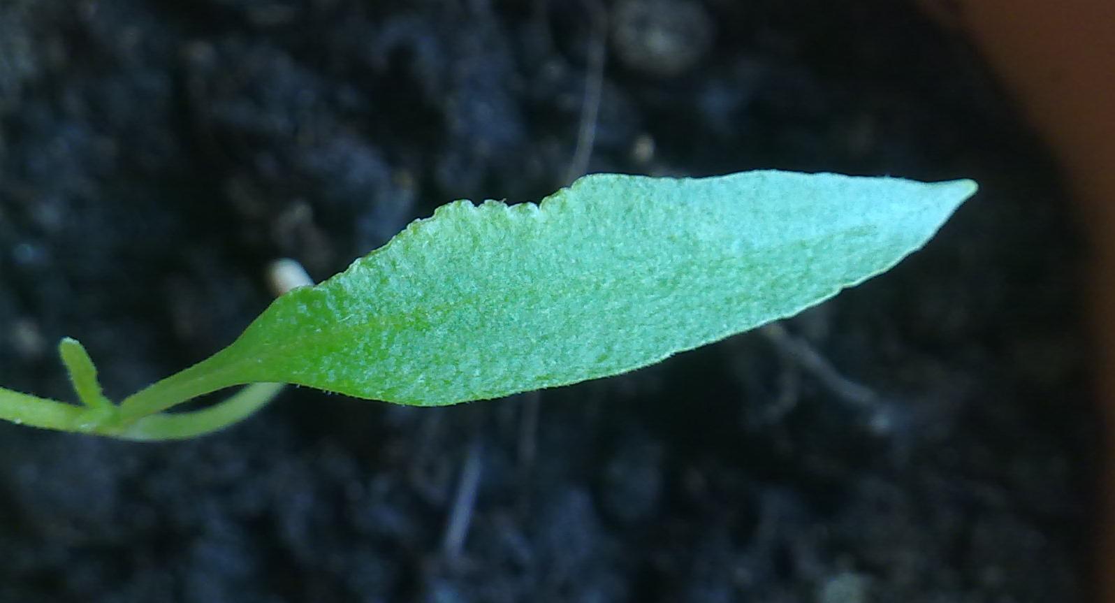 blatt.JPG