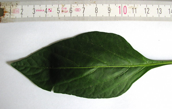 Blatt.JPG