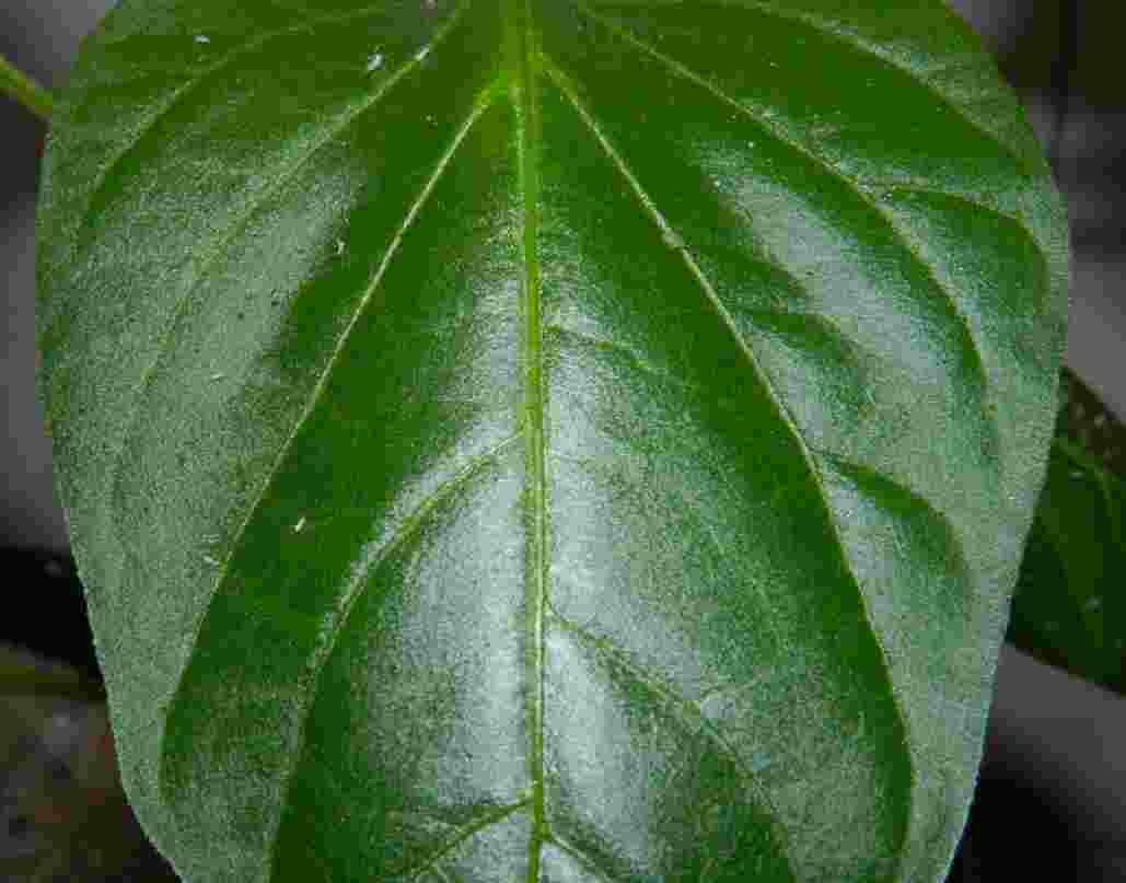 blatt1n.jpg