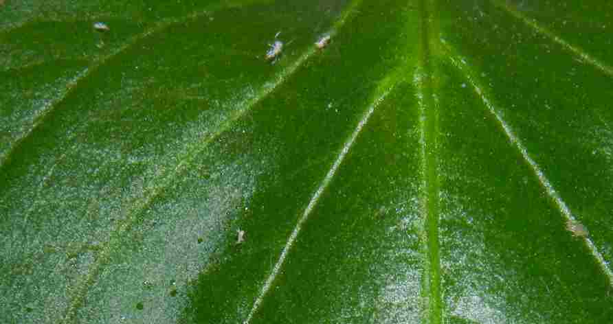 blatt2n.jpg