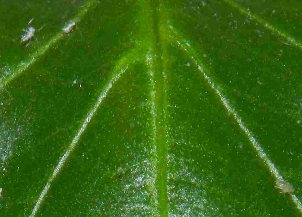 blatt3n.jpg