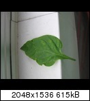 blattschden011jhuv2.jpg