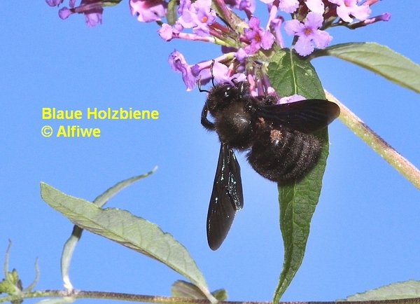 blaueholzbienexylocopkfdy8.jpg