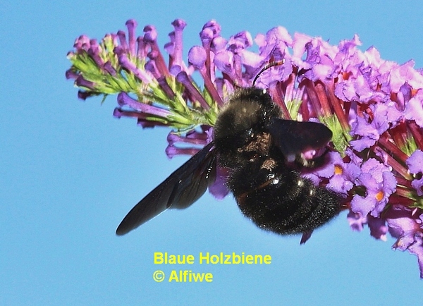 blaueholzbienexylocoppgf2a.jpg