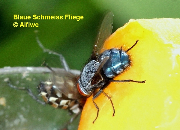 blaueschmeissfliege-1oldgs.jpg