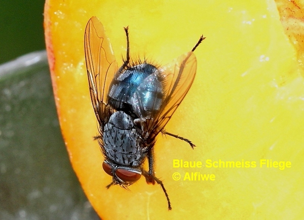 blaueschmeissfliege-2s7fih.jpg
