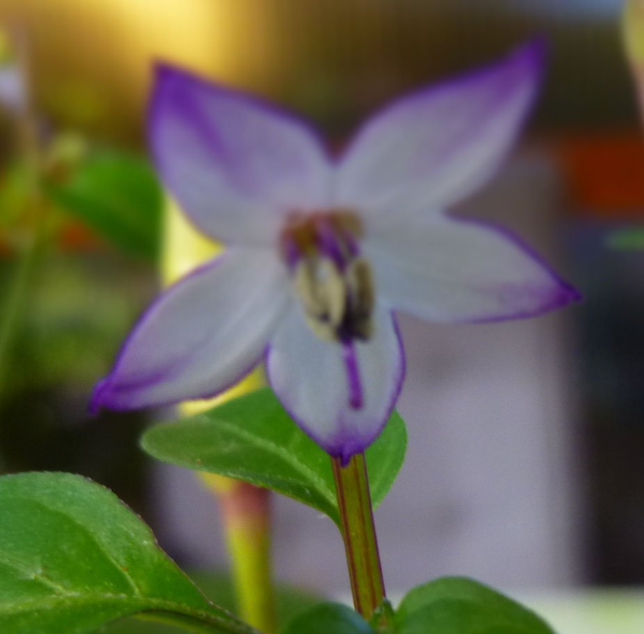 Blüte.jpg