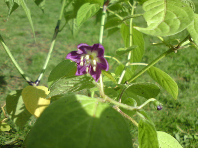 Blüte.JPG
