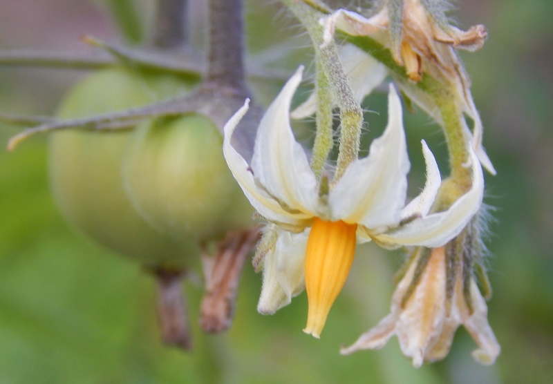 Blüte Livingstons Honor Bright.jpg