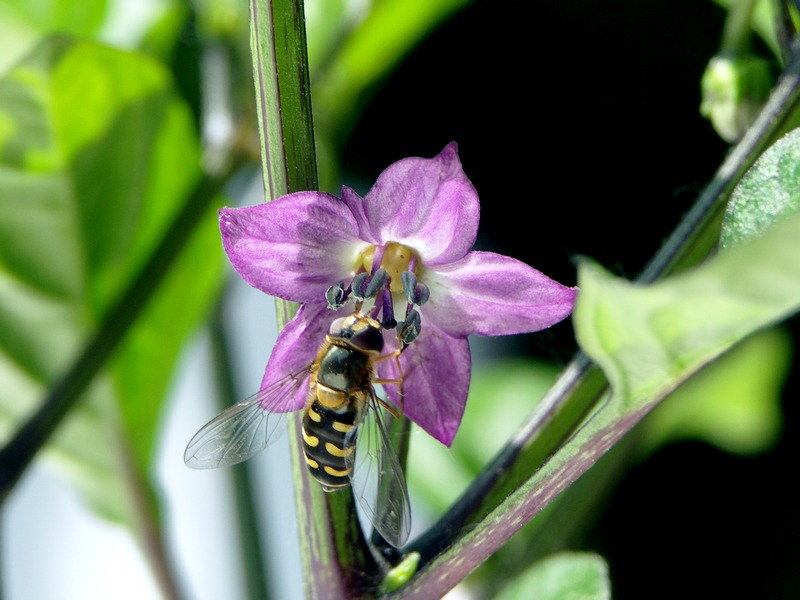 Blüte mit Schwfl.JPG