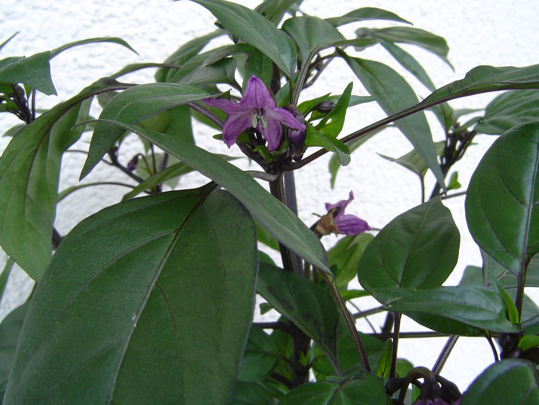 Blüte1.jpg