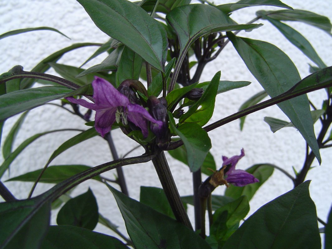 Blüte2.jpg