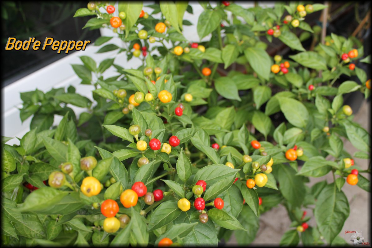 Bod'e Pepper 15092018.JPG