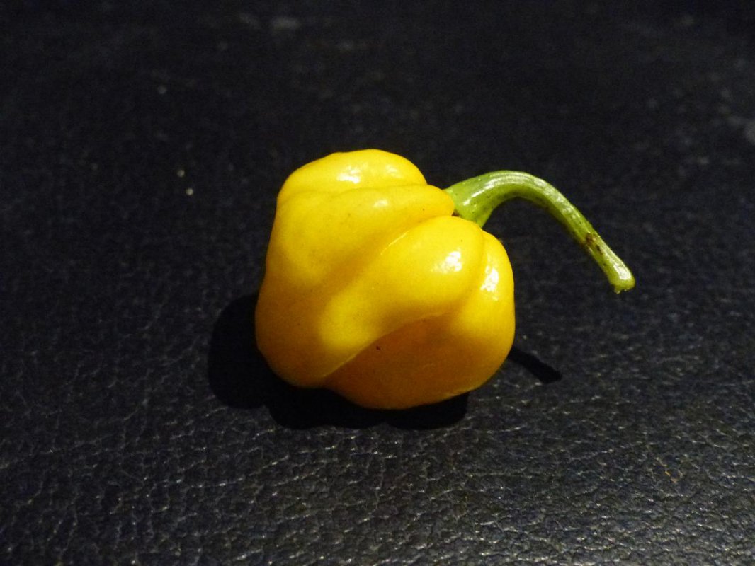 brainstrainyellow.jpg