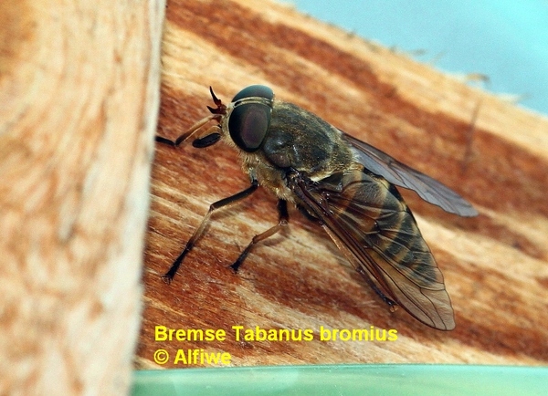 bremsetabanusbromius20ue8u.jpg