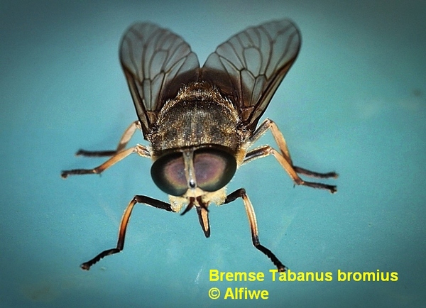 bremsetabanusbromius3jccy2.jpg