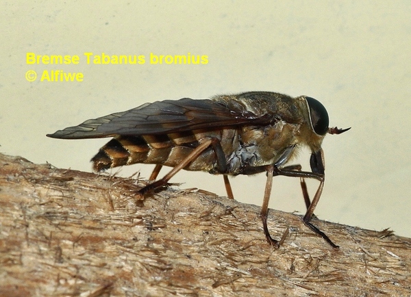 bremsetabanusbromiusjvdam.jpg