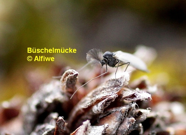 bschelmcke3mpepl.jpg