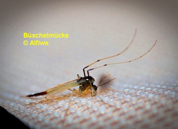bschelmckesyfgx.jpg