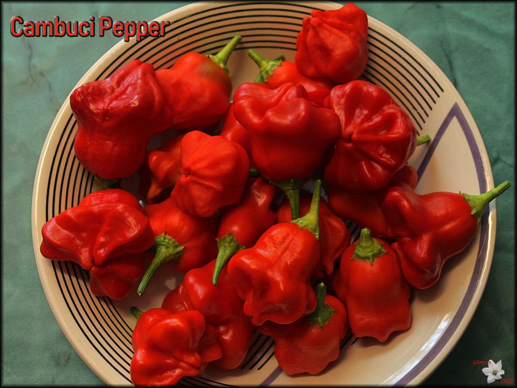Cambuci Pepper_Ernte.JPG