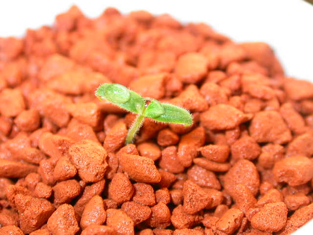 capsicum eximium.JPG