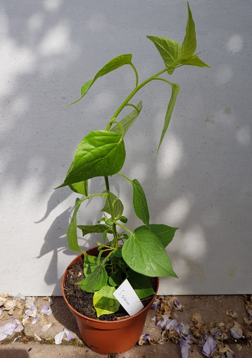 Capsicum eximium.jpg