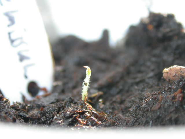 capsicum praetermissum.JPG