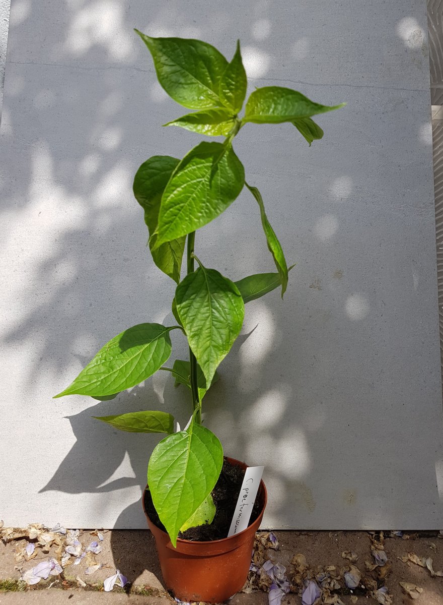 capsicum praetermissum.jpg
