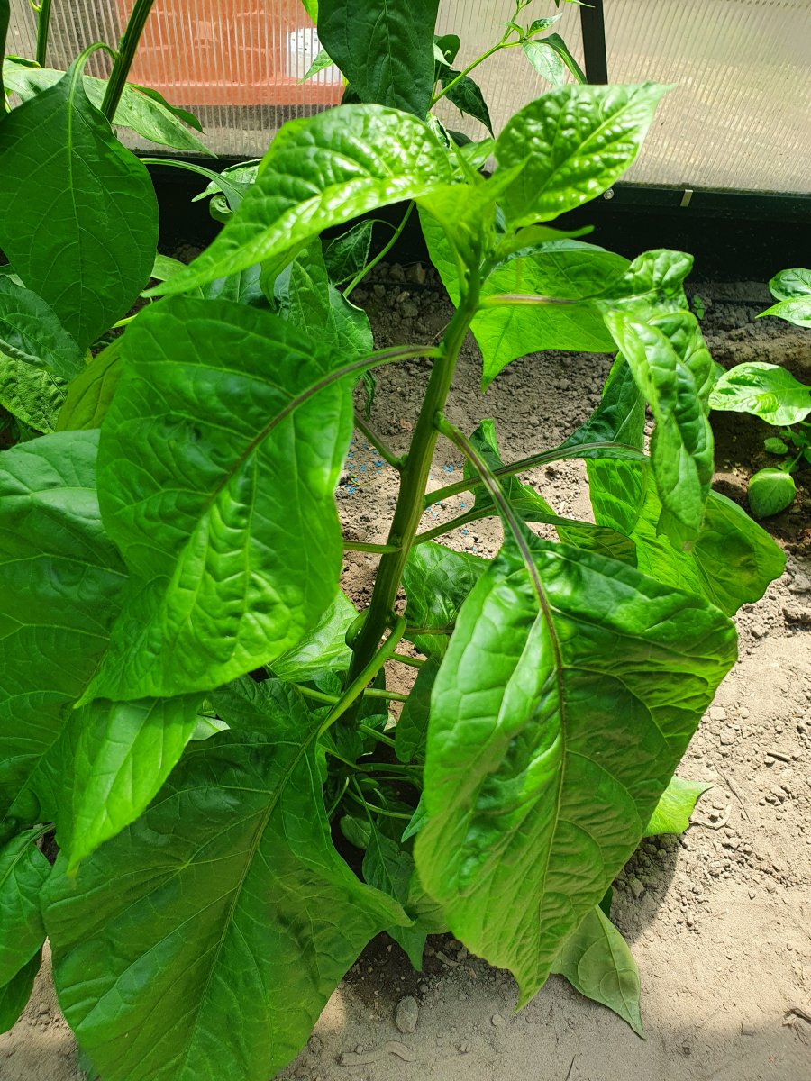 Carolina Reaper 1 G.jpg