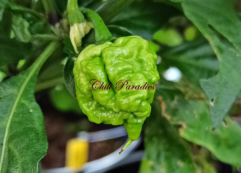Carolina Reaper EOA.jpg