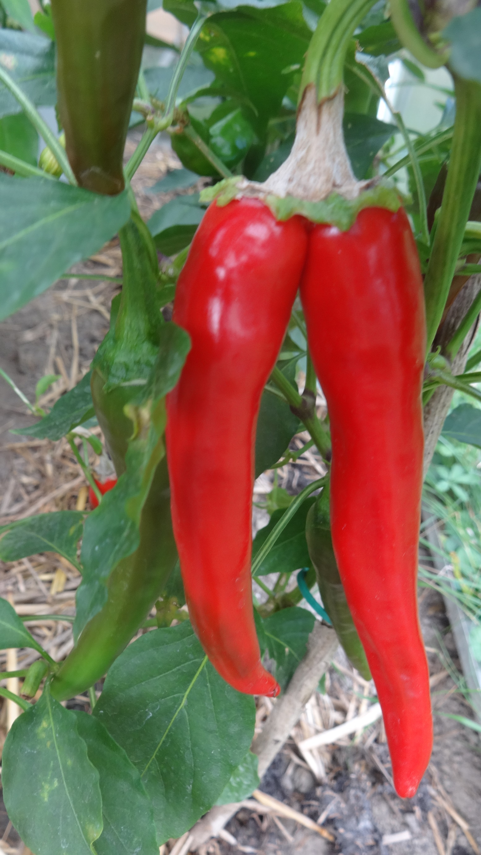 cayenne doppel 2.JPG