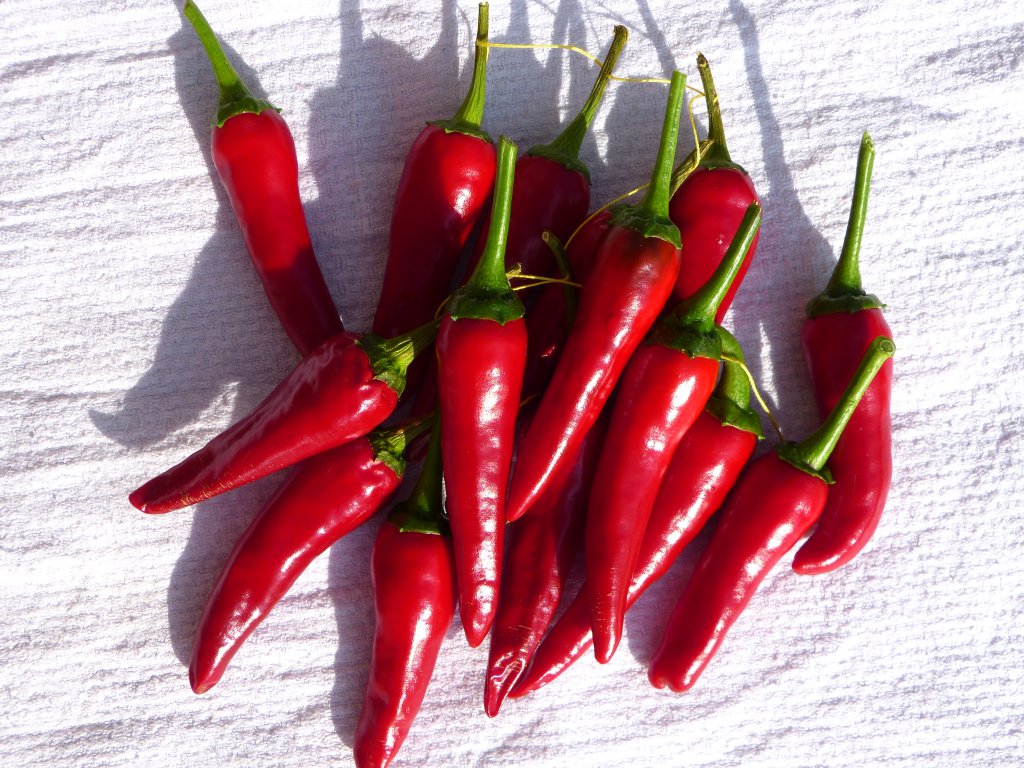Cayenne Ernte.JPG