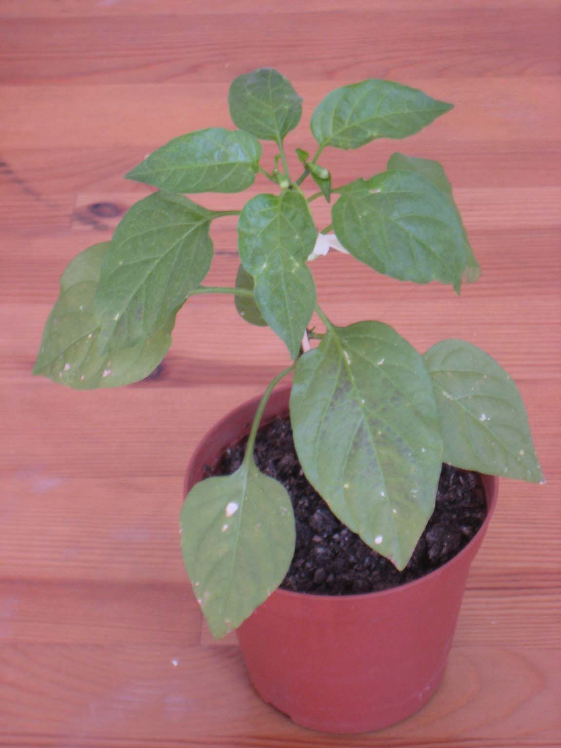 Cayenne.jpg