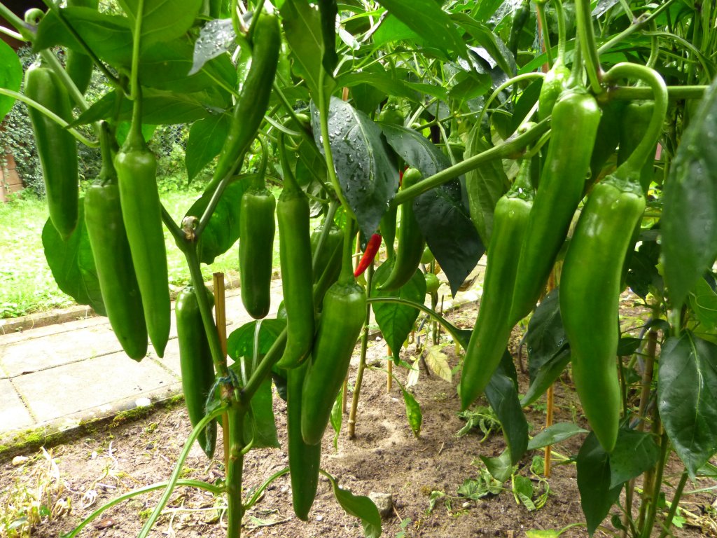 Cayenne unreif Pflanze.JPG