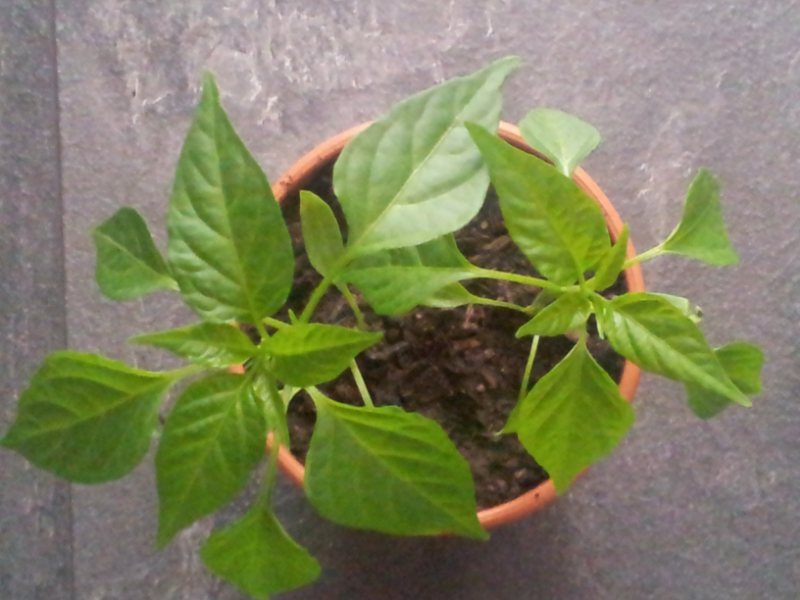 cayenne3skaliert.jpg