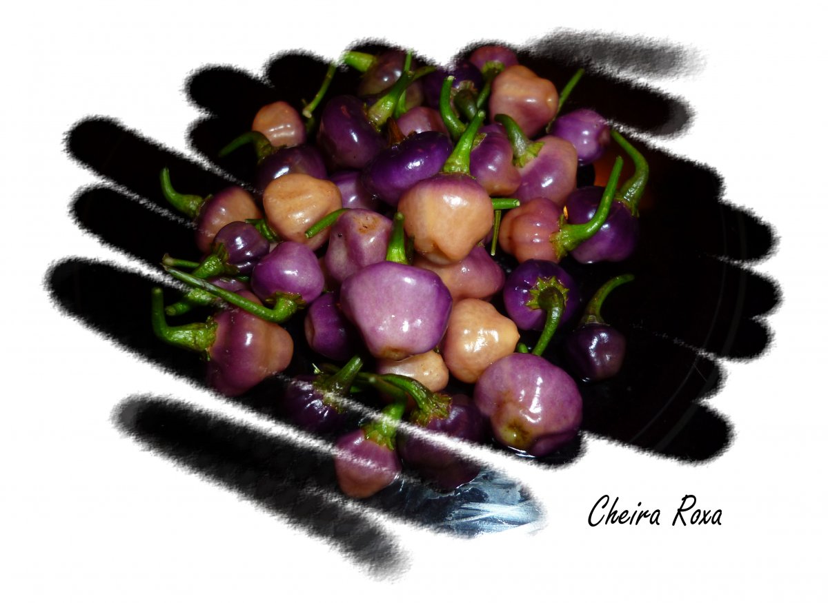 Cheira Roxa.jpg